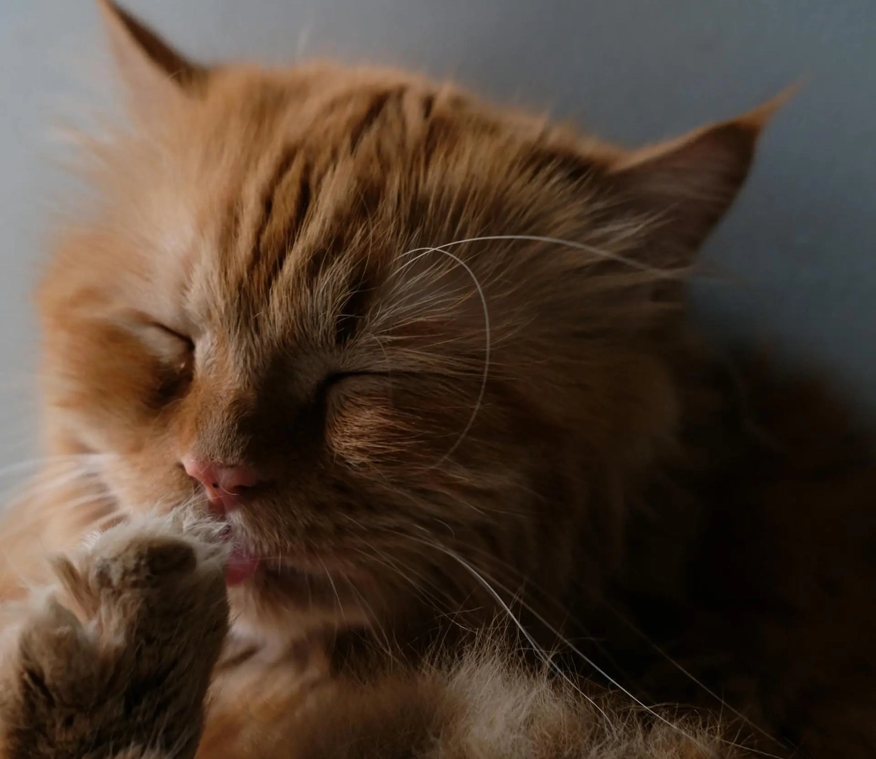 wond kat geneest niet - rode kat likt aan poot
