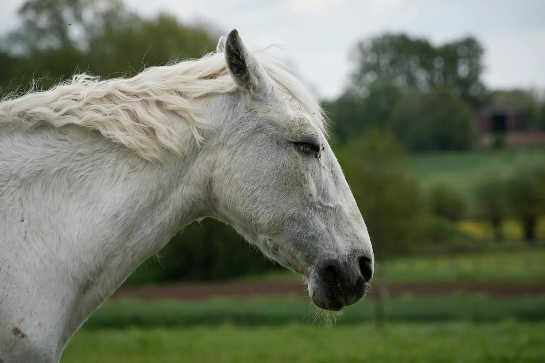 oud paard