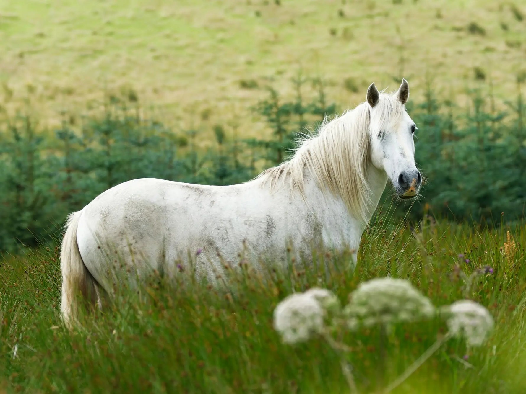 mok paard behandelen