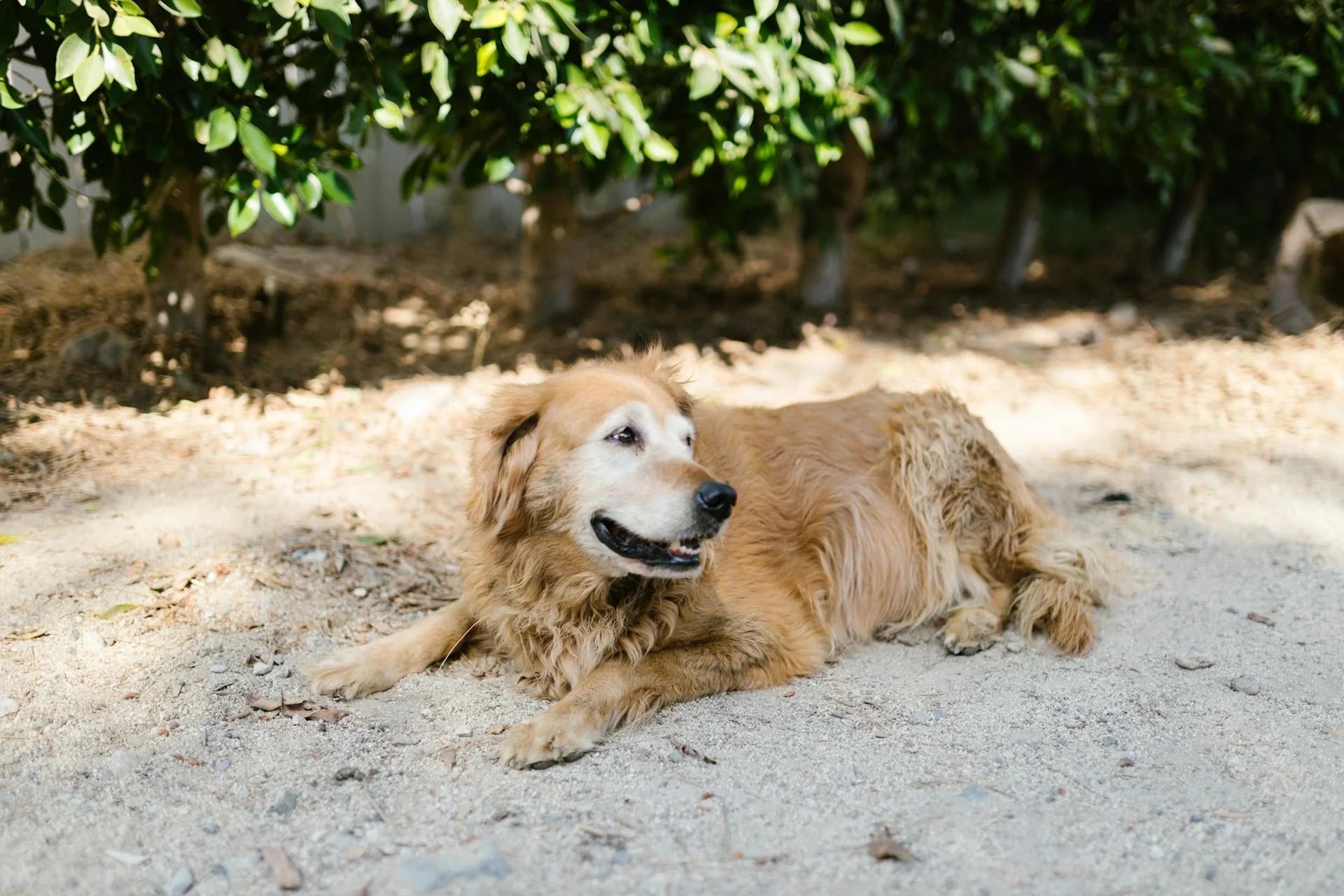 hond met hernia golden retriever op het zand|hond springt in groen grasveld