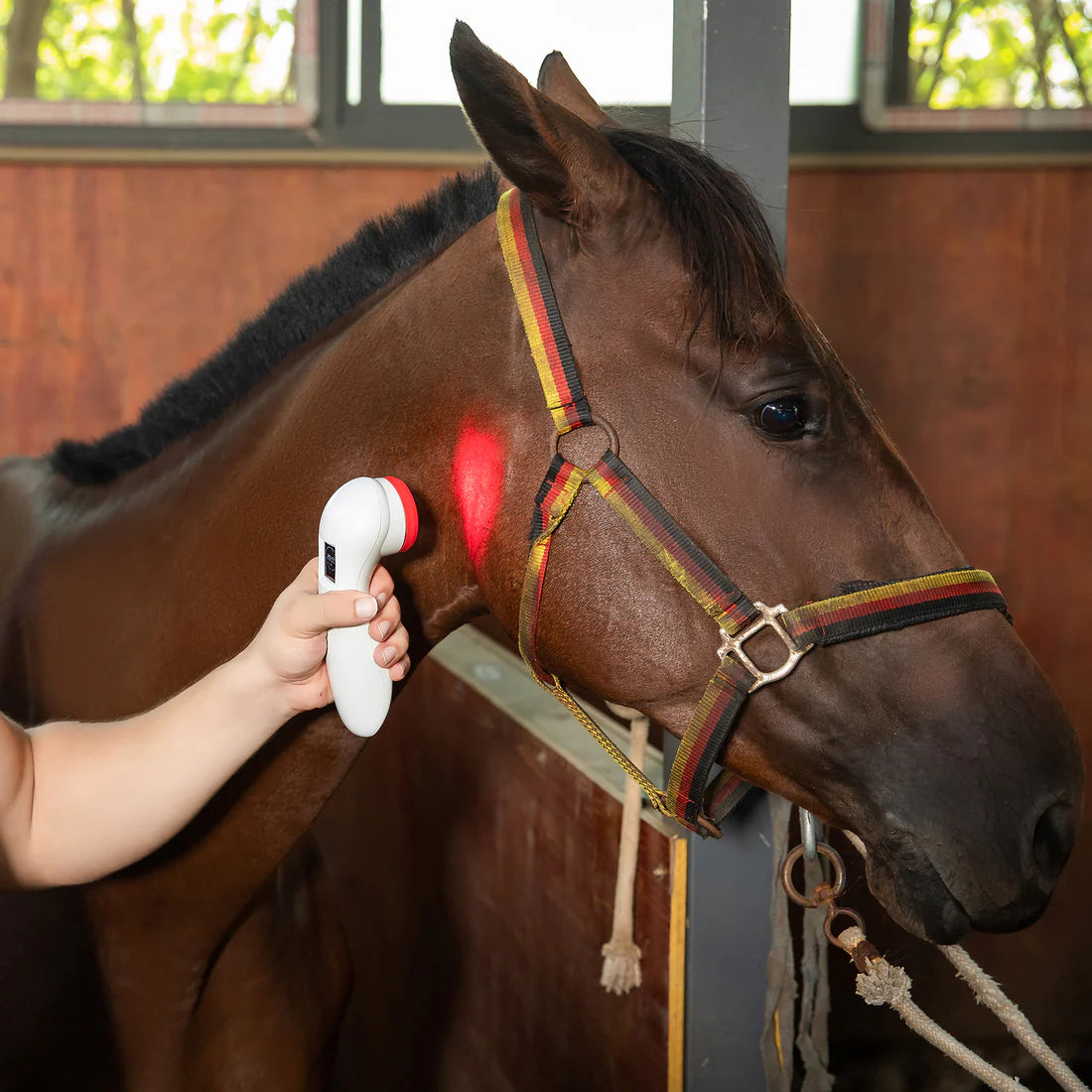 paard word behandeld met powercure pro rood licht therapie laser